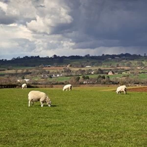 Cotswold landscape with sheep, Chipping Campden, Cotswolds, Gloucestershire, England