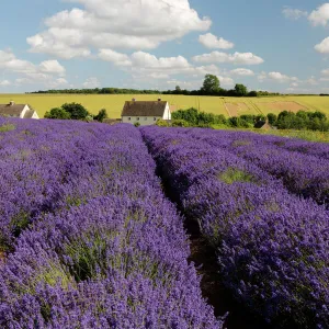 Cotswold Lavender, Snowshill, Cotswolds, Gloucestershire, England, United Kingdom, Europe