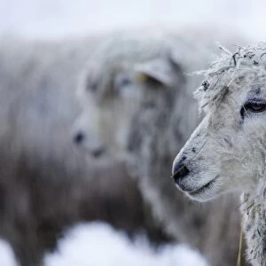 Cotswold Lion sheep in snow, Bourton-on-the-Hill, Cotswolds, Gloucestershire, England