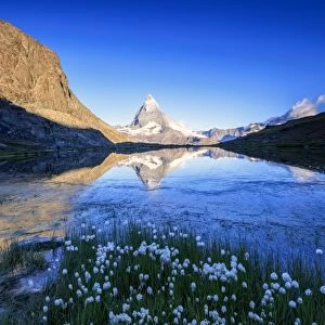Cotton grass frame the Matterhorn reflected in Lake Stellisee at dawn, Zermatt, Canton of Valais