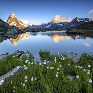 Cotton grass frames the Matterhorn reflected in Lake Stellisee at dawn, Zermatt, Canton of Valais