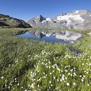 Cotton grass frames snowy peaks reflected in water, Val Dal Bugliet, Bernina Pass