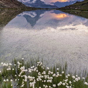 Cotton grass on the shore of lake Riffelsee with the Matterhorn in the background