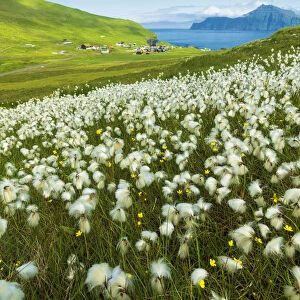 Cotton grass during summer bloom, Gjogv, Eysturoy island, Faroe Islands, Denmark