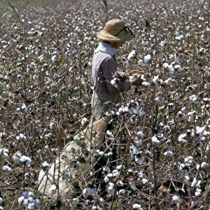 Cotton picking, Sao Paolo State, Brazil, South America