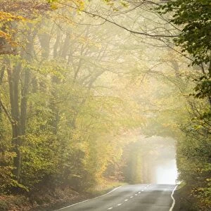 Country road cutting through deciduous autumnal woodland on a misty morning, Limpsfield Chart