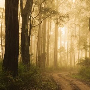 Country road in fog, Dandenong Ranges, Victoria, Australia, Pacific