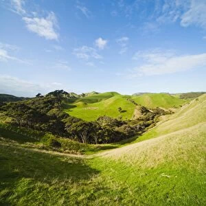Countryside on the walk to Wharariki Beach, Wharariki, Golden Bay, Tasman Region, South Island, New Zealand, Pacific