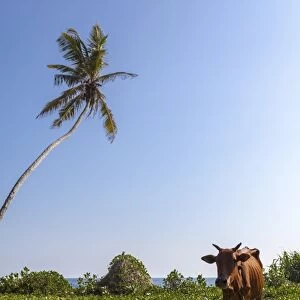 Cow and crane, who share a simbiotic relationship, Talpe, Sri Lanka, Asia