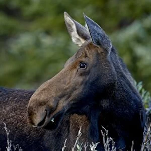 Cow moose (Alces alces), Roosevelt National Forest, Colorado, United States of America