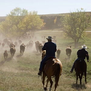 Cowboys pushing herd at Bison Roundup, Custer State Park, Black Hills, South Dakota