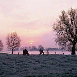 Cows in the early morning in a misty landscape by a river in Holland