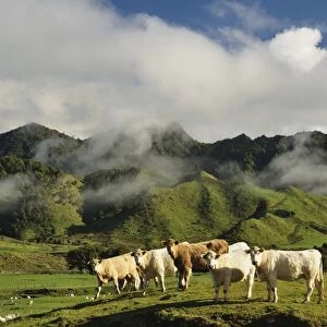 Cows and farmland, near Matawai, Gisborne, North Island, New Zealand, Pacific