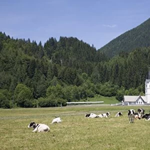 Cows in field and village church of St