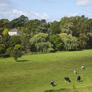 Cows graze on meadows surrounding Pitchford Hall, an Elizabethan half-timbered house