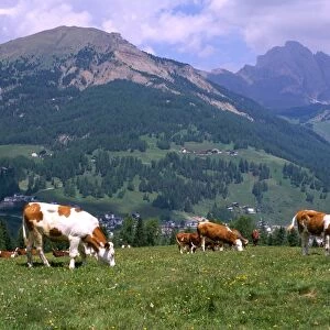 Cows grazing at Monte Pana and Leodle Geisler Odles