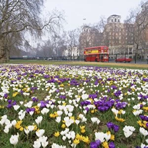 Crocus flowering in spring in Hyde Park, bus on Park Lane in the background