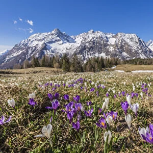 Crocus during spring blooming, Entova Alp, Malenco Valley, province of Sondrio, Valtellina