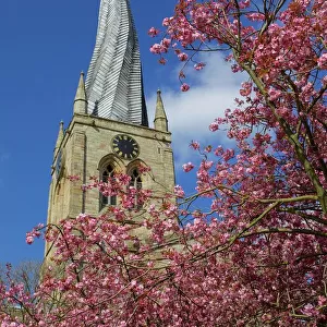Crooked spire and spring blossom, Chesterfield, Derbyshire, England, United Kingdom, Europe