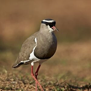 Crowned plover (crowned lapwing) (Vanellus coronatus), Addo Elephant National Park
