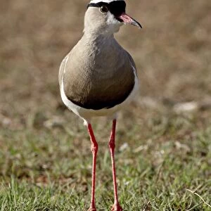 Crowned Plover (Crowned Lapwing) (Vanellus coronatus), Addo Elephant National Park