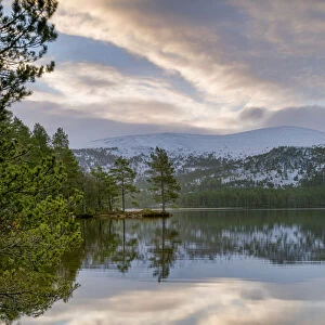 Crystal clear water and pine trees reflected in Lochan Eilein, The Cairngorms, Scotland