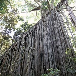 Curtain fig, a huge 15m high strangling parasite in forest near Yungaburra