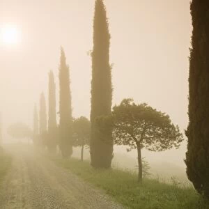 Cypress trees in the early morning fog, Val d Orcia, UNESCO World Heritage Site, Province Siena, Tuscany, Italy, Europe