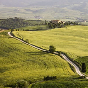 Cypress trees and green fields in the afternoon sun at Agriturismo Terrapille (Gladiator