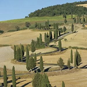 Cypress trees line a winding rural road near Pienza in Tuscany