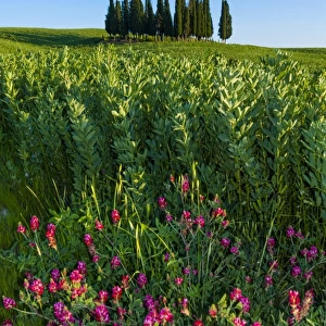 Cypress trees in Tuscan field, Val d Orcia, UNESCO World Heritage Site, Siena province, Tuscany, Italy, Europe