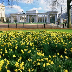 Daffodils in Hyde Park near Hyde Park Corner, London, England, United Kingdom, Europe