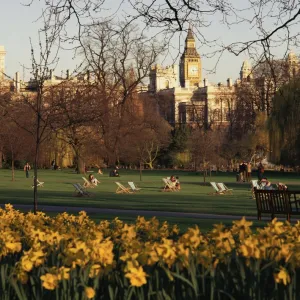 Daffodils in St. Jamess Park, with Big Ben behind, London, England