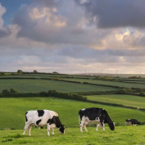 Dairy cattle grazing in a Cornish field at sunset in summer, St