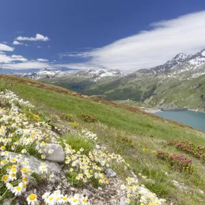 Daisies and green meadows frame the blue water, Montespluga, Chiavenna Valley, Sondrio province