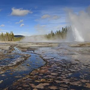 Daisy Geyser, one of the most predictable, erupts at an angle, Upper Geyser Basin, Yellowstone National Park, UNESCO World Heritage Site, Wyoming, United States of America, North America