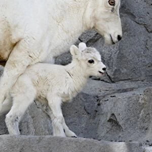 Dall sheep (Ovis dalli) mother and two-day-old lamb in captivity, Denver Zoo