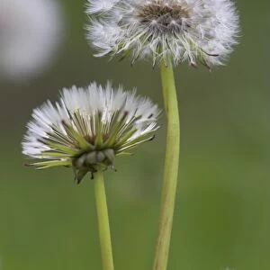 Dandelion seedheads (Taraxacum officinale), Cumbria, England, United Kingdom, Europe