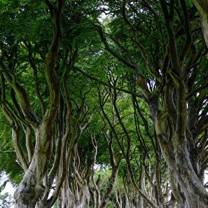 The Dark Hedges, an avenue of beech trees, Game of Thrones location, County Antrim