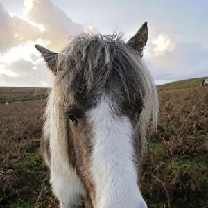 Dartmoor pony, Dartmoor, Devon, England, United Kingdom, Europe
