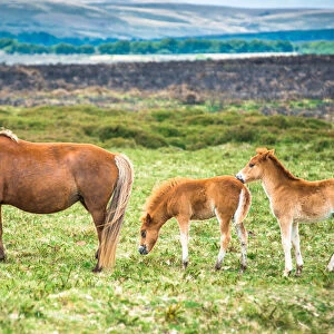Two Dartmoor pony foals with mare in Dartmoor National park in Devon, England, United