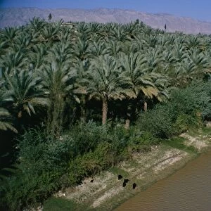 Date palms groves