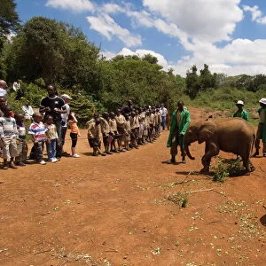 David Sheldrick Wildlife Trust, Elephant Orphanage, Nairobi, Kenya, East Africa, Africa