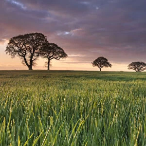 Daybreak over oak trees in a corn field near York, England, United Kingdom, Europe