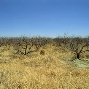 Dead orange groves