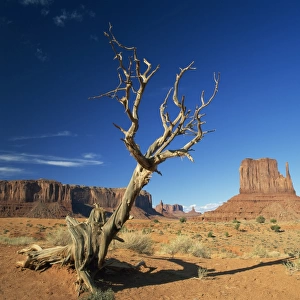 Dead tree in the desert landscape with rock formations and cliffs in the background in Monument Valley, Arizona, United States of America