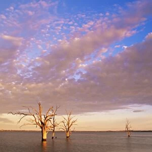 Dead trees, Lake Bonney, South Australia, Australia, Pacific