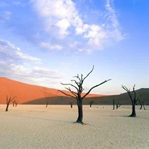 Dead trees and orange sand dunes, Dead Vlei, Sossusvlei dune field, Namib-Naukluft Park, Namib Desert, Namibia, Africa