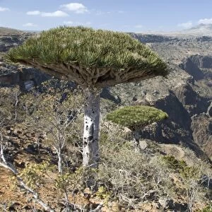 Dearhur Canyon, descending from Hagghir Mountains, Dragons Blood Trees