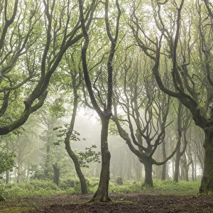 Deciduous trees on a foggy morning, North Cornwall, England, United Kingdom, Europe